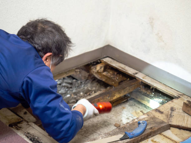 Best Attic Mold Removal  in Hagaman, NY