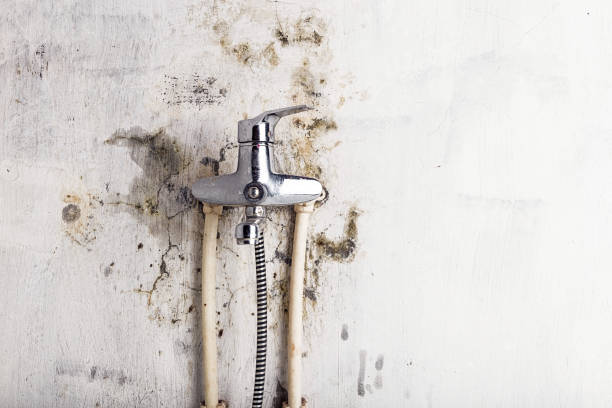 Best Mold Cleaning Services  in Hagaman, NY