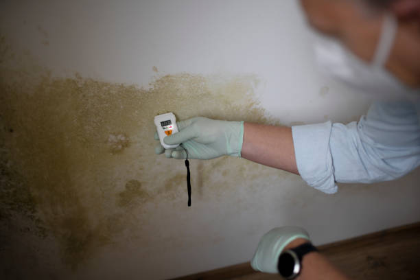 Best Toxic Mold Removal  in Hagaman, NY