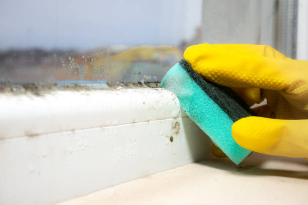 Best Mold Removal Process  in Hagaman, NY