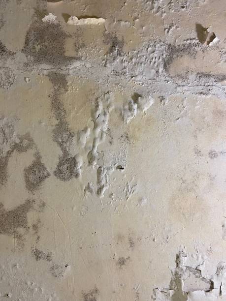 Best Mold Removal Near Me  in Hagaman, NY