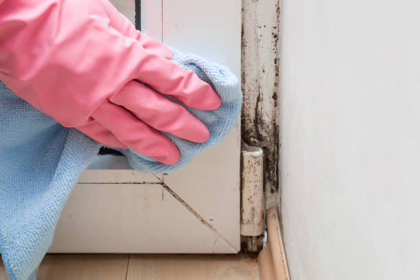 Best Toxic Mold Removal  in Hagaman, NY