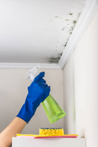Best Emergency Mold Removal  in Hagaman, NY